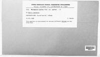 Melampsora epitea image